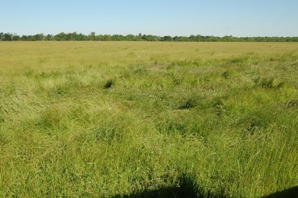 Timberland Property in Bryan County, Oklahoma