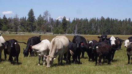 Farm and Ranch in Klamath County, Oregon