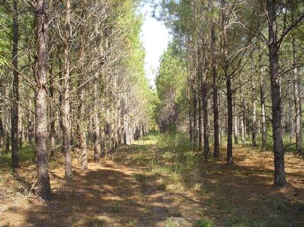 Farm and Ranch in Clarendon County, South Carolina