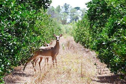 Farm and Ranch in Martin County, Florida