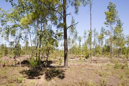 Undeveloped Land in Jefferson County, Georgia