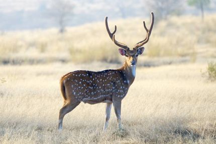 Land in Kimble County, Texas