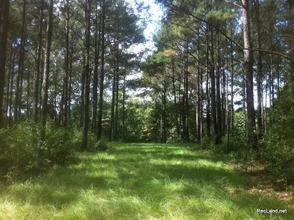 Undeveloped Land in Amite County, Mississippi