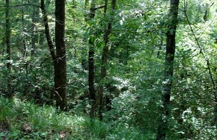 Land in Tuscaloosa County, Alabama