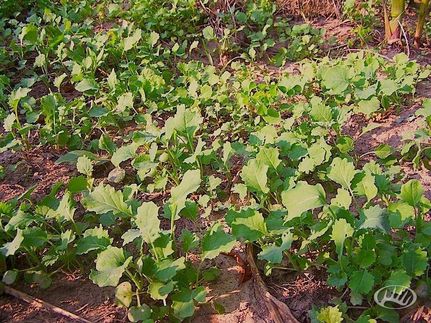Land in Allamakee County, Iowa