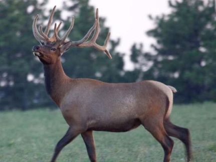 Farm and Ranch in Yellowstone County, Montana