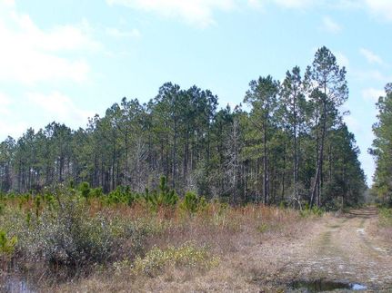 Land in Levy County, Florida