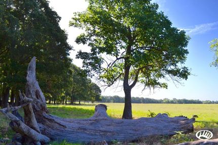 Land in Rains County, Texas