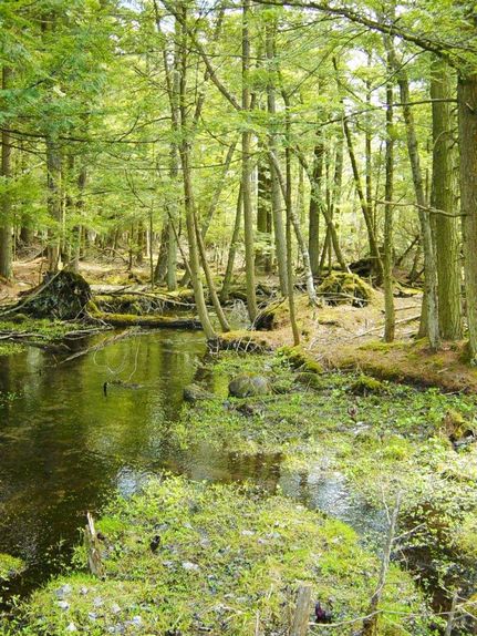 Waterfront Property in Herkimer County, New York