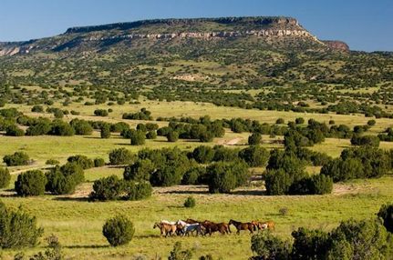 Timberland Property in Cibola County, New Mexico