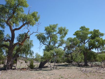 Land in Catron County, New Mexico