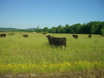 Land in Jackson County, Alabama