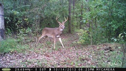Farm and Ranch in Saline County, Illinois