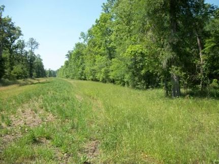 Land in Madison Parish, Louisiana