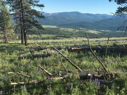 Undeveloped Land in Okanogan County, Washington
