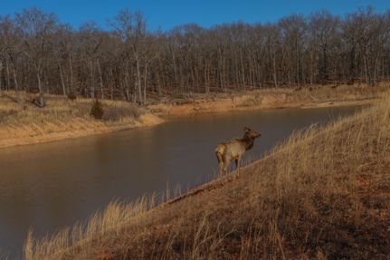 Timberland Property in Camden County, Missouri