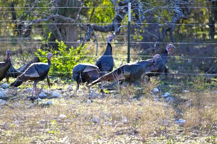 Farm and Ranch in Karnes County, Texas