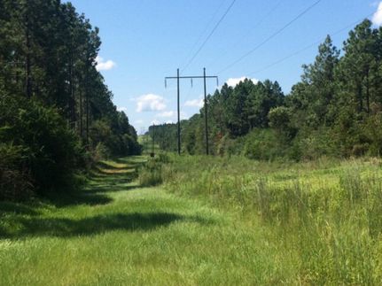 Timberland Property in Pearl River County, Mississippi