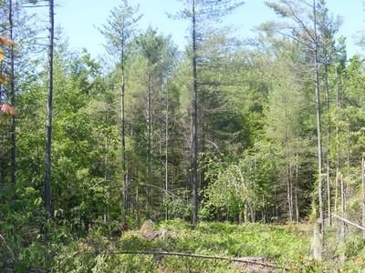 Commercial Property in Saint Lawrence County, New York