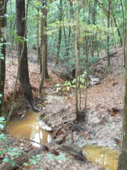 Recreational Property in Polk County, Texas