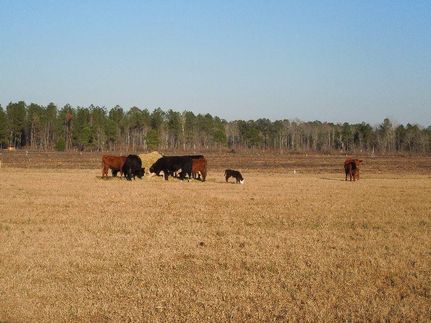 Land in Lee County, South Carolina