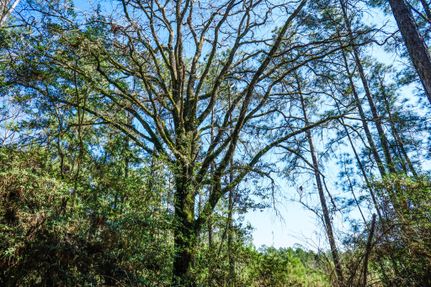 Undeveloped Land in Grimes County, Texas
