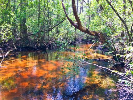 Farm and Ranch in Calhoun County, Florida