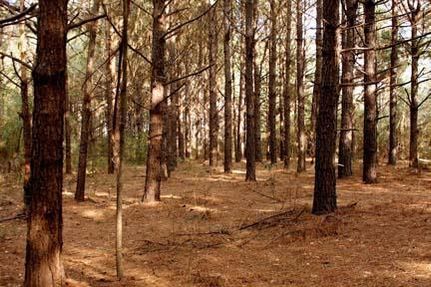 Land in Amite County, Mississippi