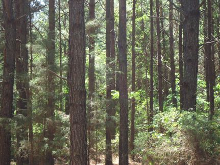 Land in Cass County, Texas