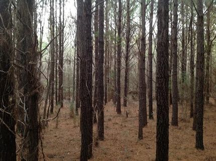 Land in Chilton County, Alabama