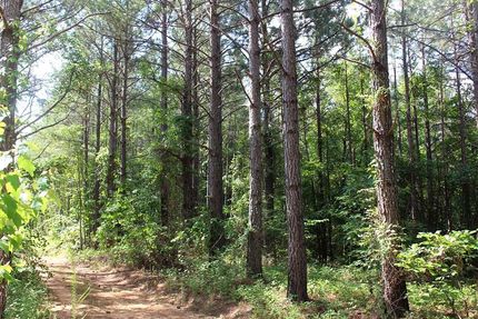 Timberland Property in Tippah County, Mississippi