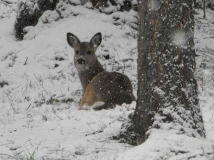 Land in Flathead County, Montana