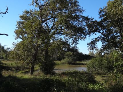 Farm and Ranch in Waller County, Texas