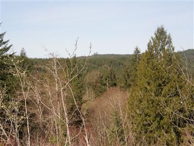 Timberland Property in Grays Harbor County, Washington