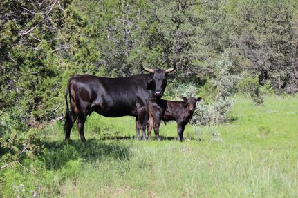 House in Lincoln County, New Mexico