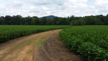 Undeveloped Land in Talladega County, Alabama