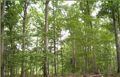 Farm and Ranch in Saluda County, South Carolina