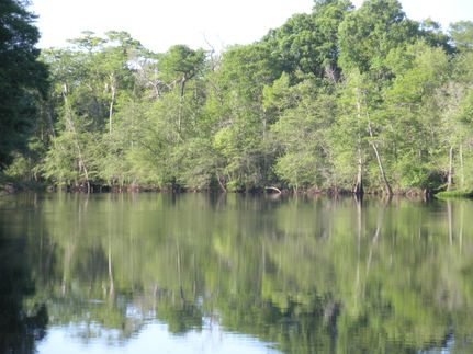 Undeveloped Land in Marion County, South Carolina