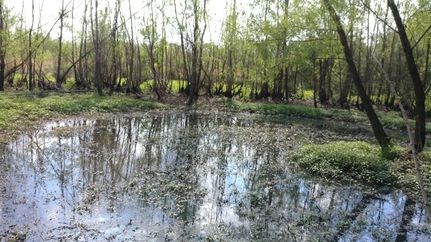 Undeveloped Land in Lonoke County, Arkansas
