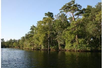 Riverfront Property in Camden County, Georgia