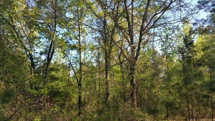 Farm and Ranch in Marion County, Texas