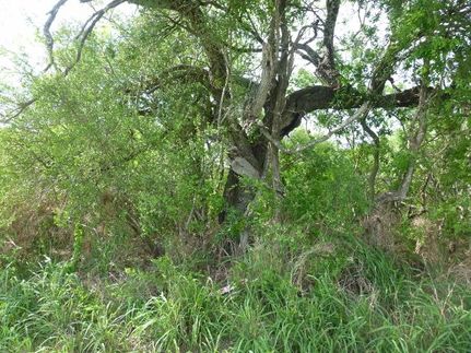 Undeveloped Land in Live Oak County, Texas