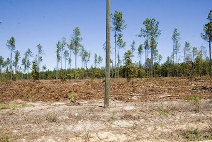 Timberland Property in Jefferson County, Georgia