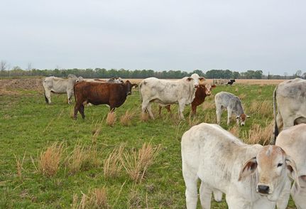 Land in Bowie County, Texas