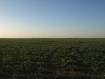Farm and Ranch in Bailey County, Texas