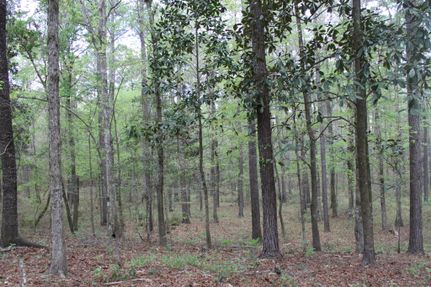 Timberland Property in Baldwin County, Alabama