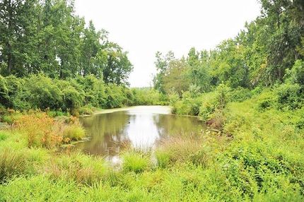 Hunting Property in Marion County, South Carolina