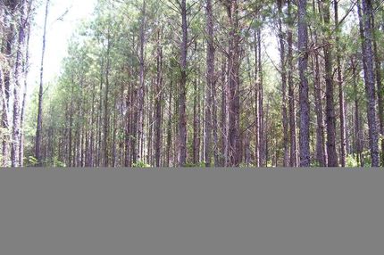 Farm and Ranch in Marengo County, Alabama