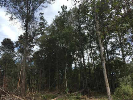 Land in Tangipahoa Parish, Louisiana