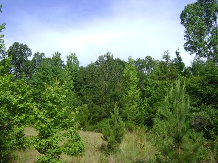 Undeveloped Land in Miller County, Arkansas